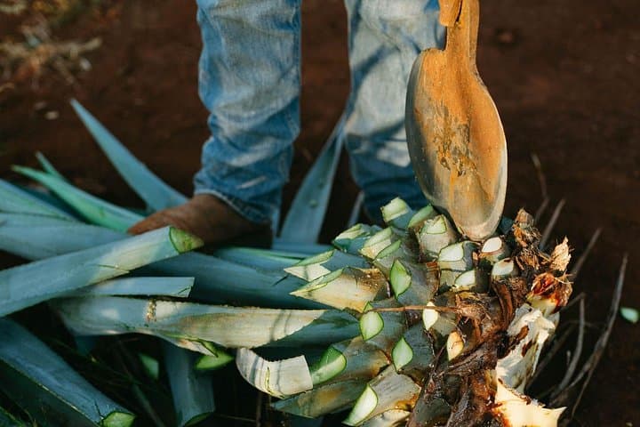 Explore Tehuacán-Cuicatlán Biosphere Reserve: Cacti, Salt Pans & Mezcal Tasting photo 6