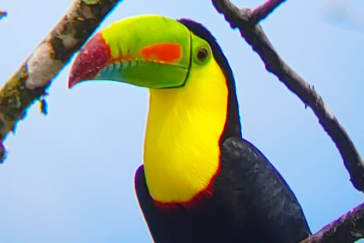 River Safari and Rainforest Sloths: Costa Rica Wildlife Boat Tour from Liberia photo 5