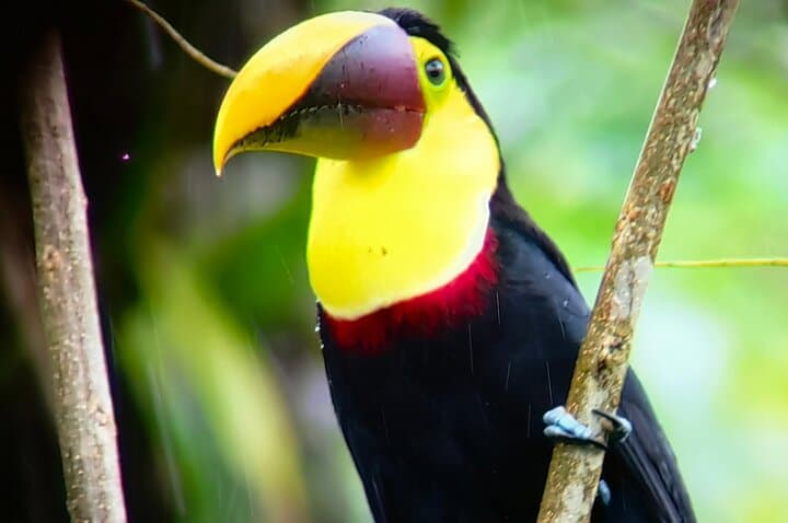 River Safari and Rainforest Sloths: Costa Rica Wildlife Boat Tour from Liberia photo 6
