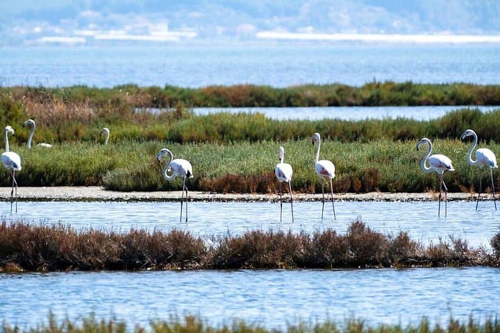 Karavasta Lagoon Boat Tour from Durrës: Pelicans, Pines & Coastal Views photo 3