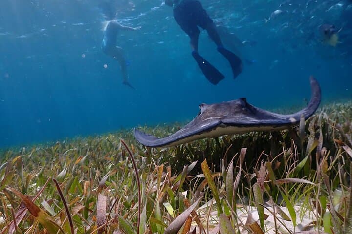 Hol Chan & Shark Ray Alley: Snorkel Belize’s Marine Playground photo 3