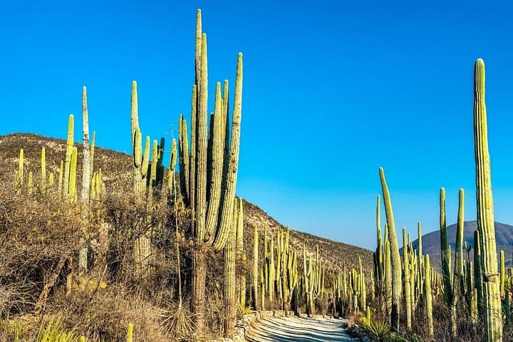 Explore Tehuacán-Cuicatlán Biosphere Reserve: Cacti, Salt Pans & Mezcal Tasting photo 2