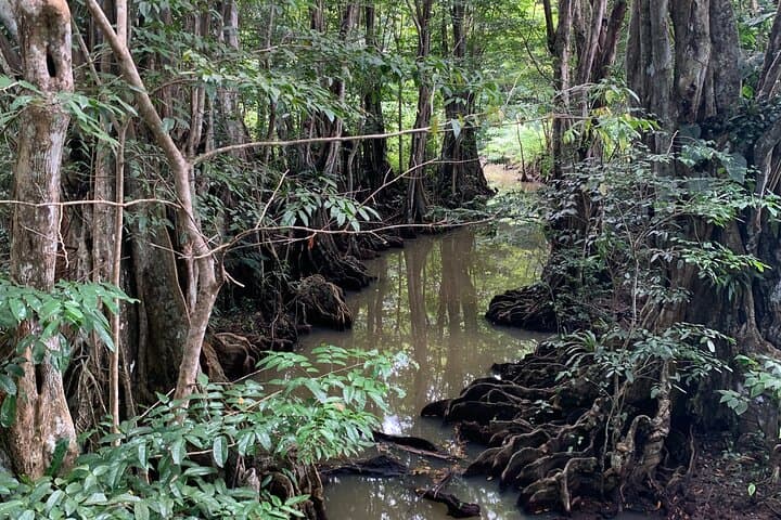 North Coast Dominica Day Tour — Calibishie Coast, Sulphur Springs & Beaches photo 6