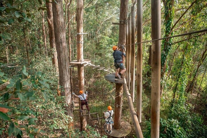 Treetops Adventure Central Coast: Ourimbah State Forest Tree Ropes Course photo 2
