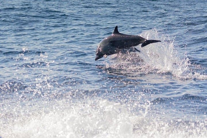 Puerto Escondido Dolphin Watching Cruise — 3‑Hour Marine Wildlife Experience photo 6