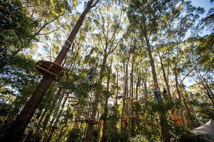 Treetops Adventure Coffs Harbour: Canopy Ropes Course & 14 Ziplines photo 6