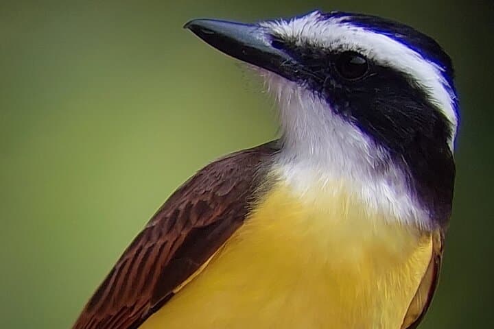Monteverde Full-Day Birdwatching Tour — Cloud Forest Birding in Costa Rica
