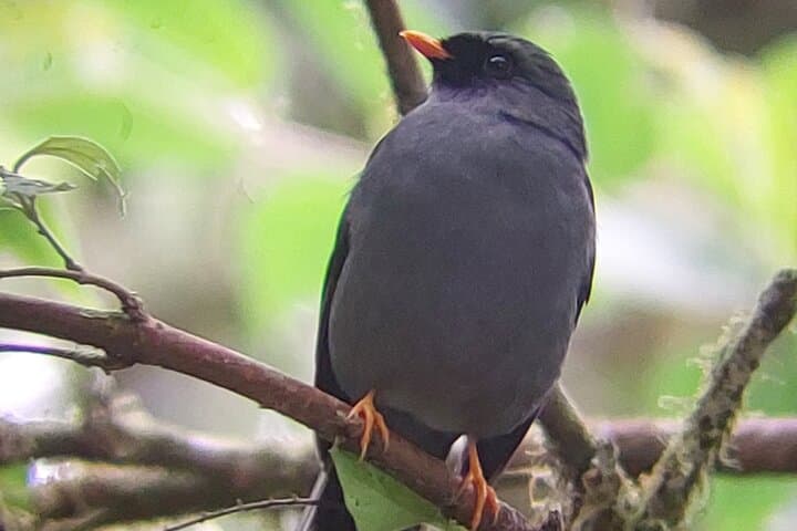 Monteverde Full-Day Birdwatching Tour — Cloud Forest Birding in Costa Rica photo 2