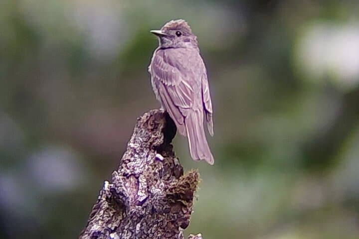 Monteverde Full-Day Birdwatching Tour — Cloud Forest Birding in Costa Rica photo 3