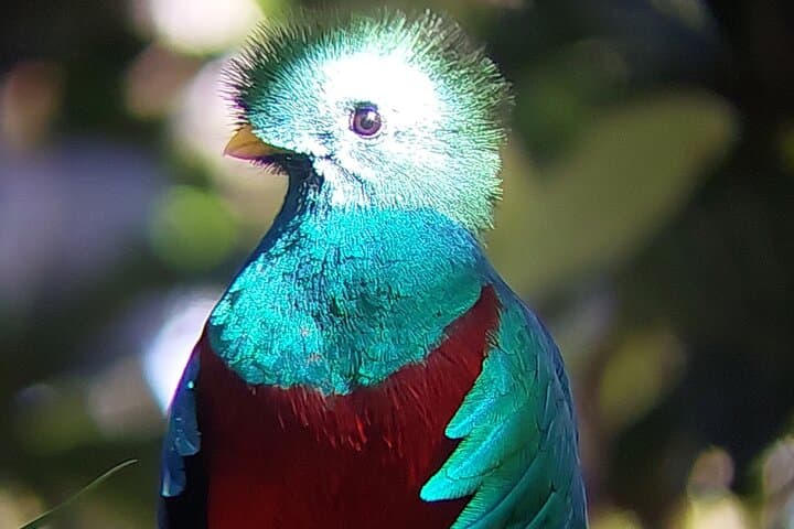 Monteverde Full-Day Birdwatching Tour — Cloud Forest Birding in Costa Rica photo 4