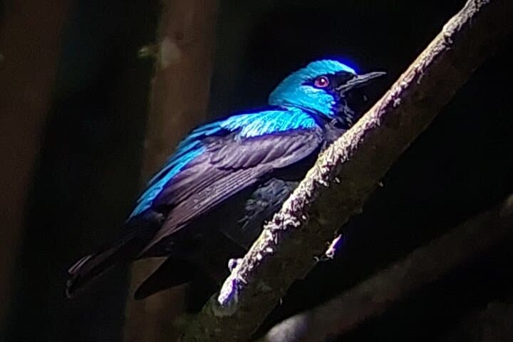 Monteverde Full-Day Birdwatching Tour — Cloud Forest Birding in Costa Rica photo 5