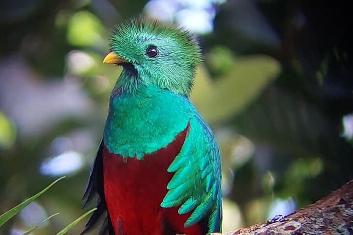 Monteverde Full-Day Birdwatching Tour — Cloud Forest Birding in Costa Rica photo 6