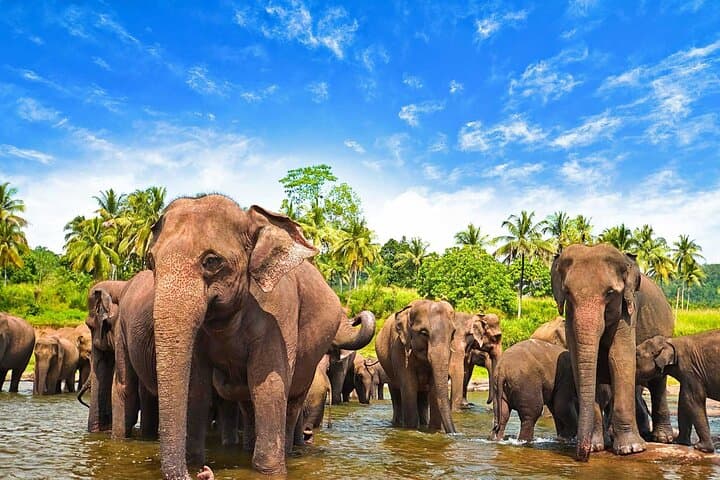 Sri Lanka 7-Day Round Tour — Beaches, Safari & Cultural Highlands photo 3
