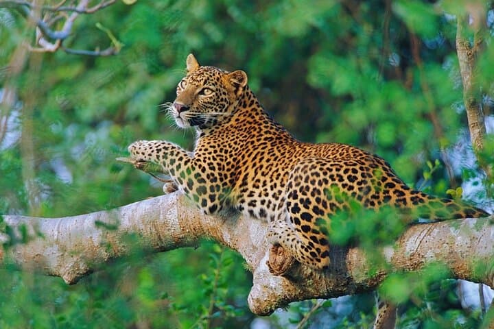 Sri Lanka 7-Day Round Tour — Beaches, Safari & Cultural Highlands photo 4