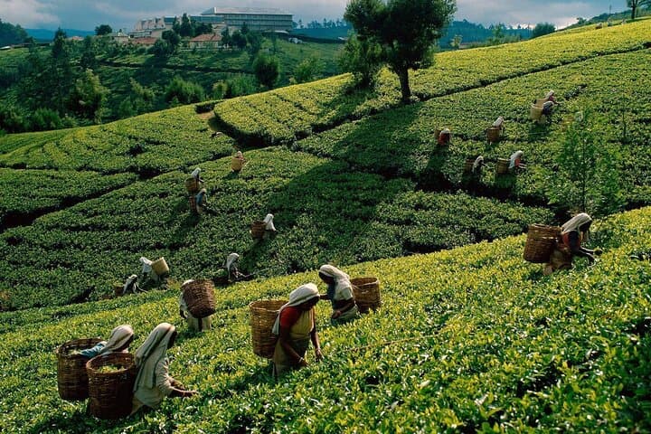 Sri Lanka 7-Day Round Tour — Beaches, Safari & Cultural Highlands photo 6