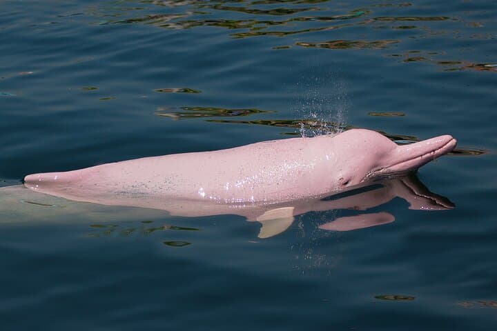Koh Samui Dolphin Watching, Tan & Pig Island Speedboat Tour