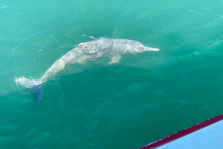 Koh Samui Dolphin Watching, Tan & Pig Island Speedboat Tour photo 2