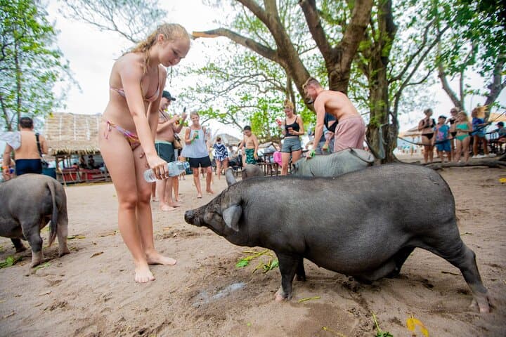 Koh Samui Dolphin Watching, Tan & Pig Island Speedboat Tour photo 3