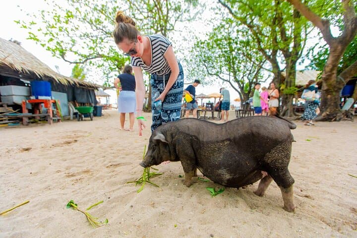 Koh Samui Dolphin Watching, Tan & Pig Island Speedboat Tour photo 4