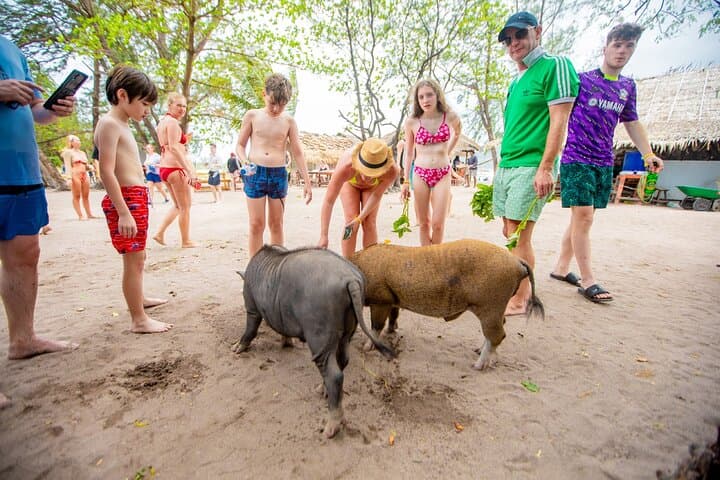 Koh Samui Dolphin Watching, Tan & Pig Island Speedboat Tour photo 5