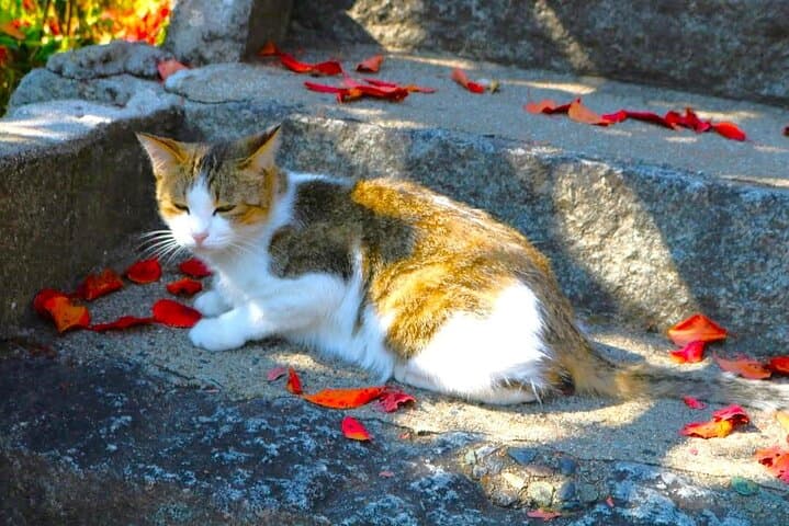 Onomichi in Two Hours: Senkoji Ropeway, Cat Alley & Temple Highlights photo 2