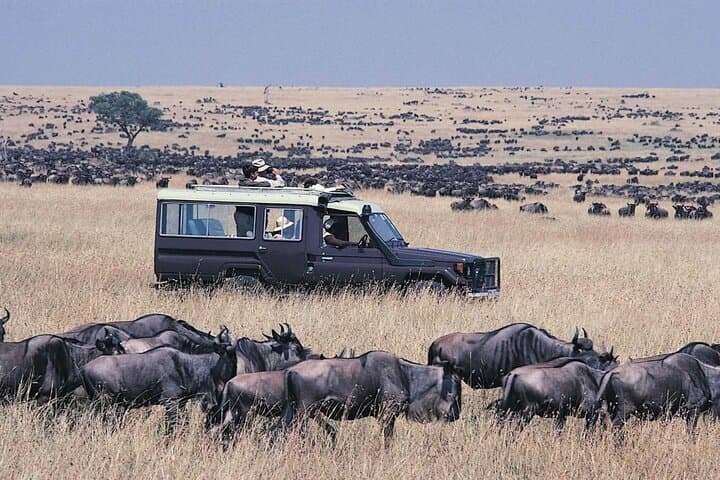 5-Day Masai Mara & Lake Nakuru Safari — Big Five, Flamingos and Lodge Stays