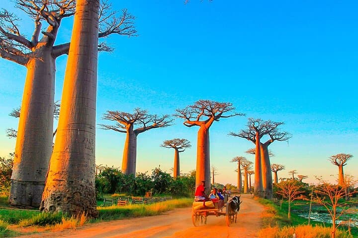 Madagascar 22-Day Wildlife Safari: Baobabs, Tsingy & Nosy Be photo 2