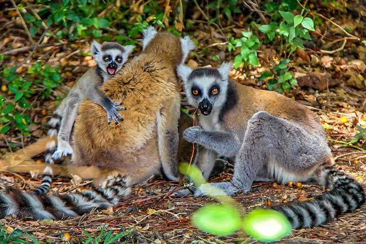 Madagascar 22-Day Wildlife Safari: Baobabs, Tsingy & Nosy Be