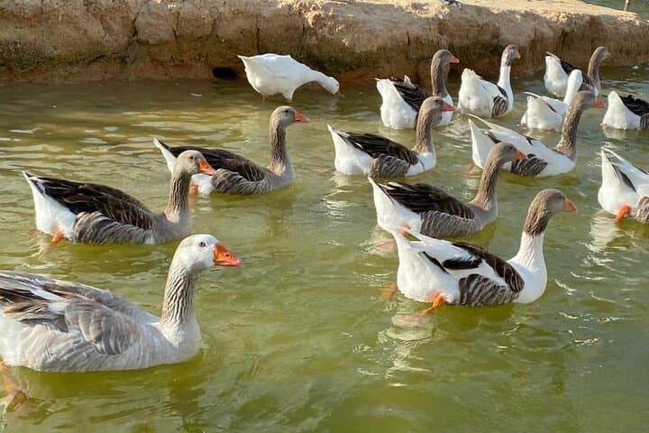 Private Africano Park Alexandria Safari from Cairo — Day Trip Guide photo 3