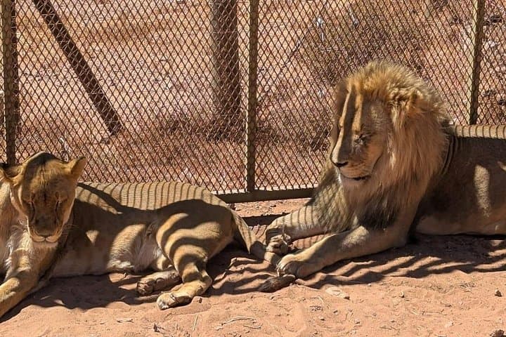 Aquila Game Reserve Big 5 Safari from Cape Town — Full-Day with Lunch & Transport