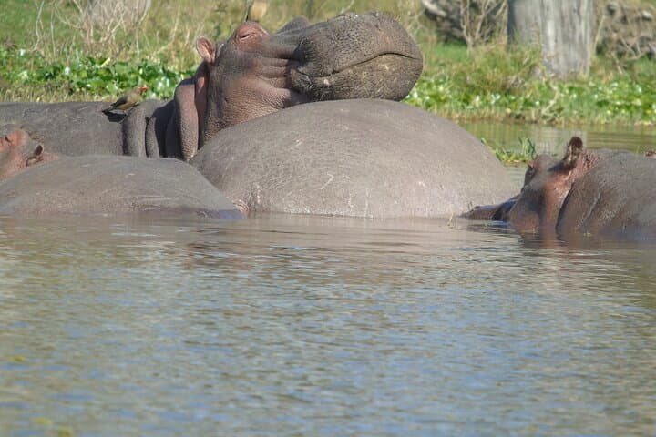 2-Day Lake Nakuru & Naivasha Safari — 1 Night Game Drive, Boat Ride & Crescent Island Walk photo 3