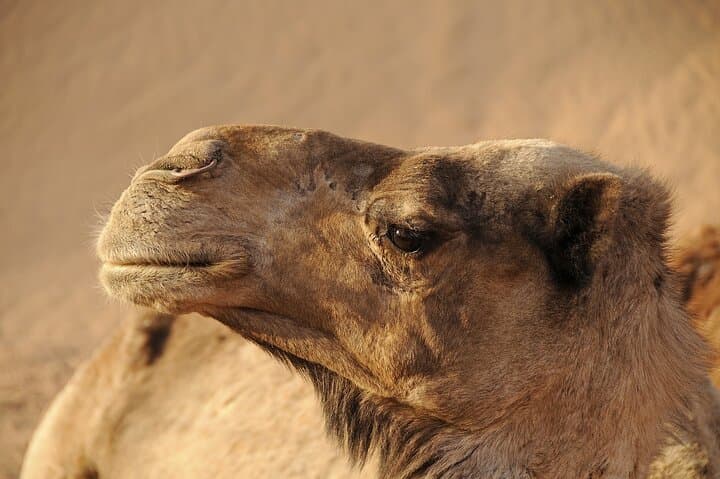 Marrakech Palm Grove Quad and Sunset Camel Ride — Half-Day Adventure photo 3