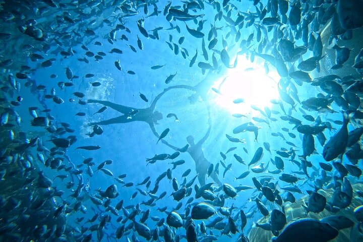 Kamiros Skala Marine Life Experience: Dolphin-Watching & Snorkel Cruise in Rhodes photo 3