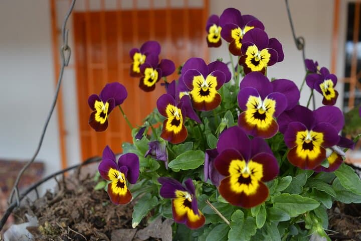 Silletas & Flower Farm Tour in Santa Elena — Medellín's Silletero Experience photo 3