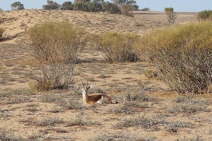 Souss Massa National Park Wildlife Tour — Birding, Dunes & Coastal Cliffs from Agadir photo 3