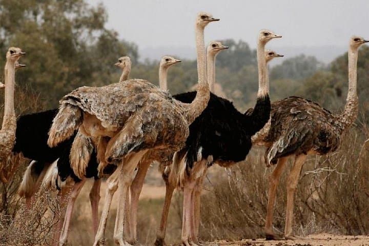 Souss Massa National Park Wildlife Tour — Birding, Dunes & Coastal Cliffs from Agadir photo 2