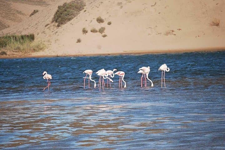 Souss Massa National Park Wildlife Tour — Birding, Dunes & Coastal Cliffs from Agadir photo 1