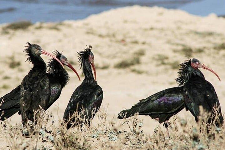 Souss Massa National Park Wildlife Tour — Birding, Dunes & Coastal Cliffs from Agadir photo 4