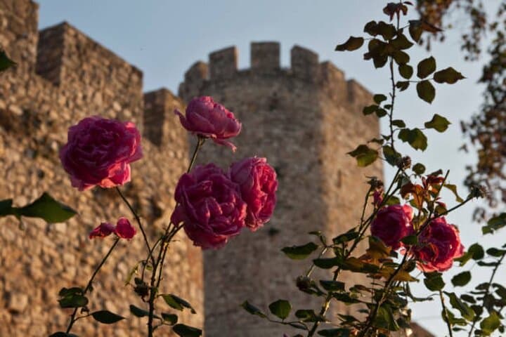 Belgrade Heritage Walking Tour: Kalemegdan, Republic Square & Old Town Highlights photo 3