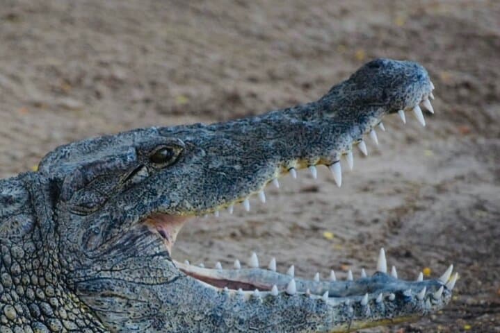 South Mauritius Day Tour — Chamarel 7-Coloured Earth, Waterfall & La Vanille Crocodile Park