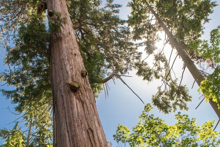 Secrets of Stanley Park: Guided Walking Tour of Vancouver's History and Seawall photo 2