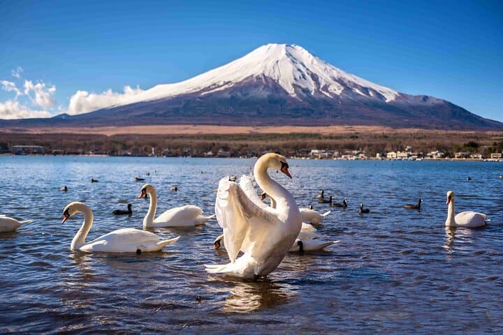 Private Mt. Fuji Day Charter: Kawaguchi or Hakone Custom Route from Tokyo