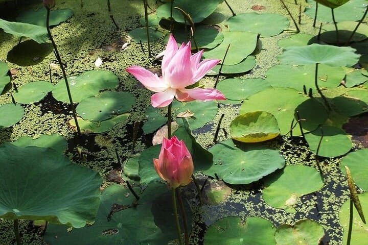 Private Full-Day Cai Rang Floating Market & Xeo Quyt Village from Ho Chi Minh photo 5