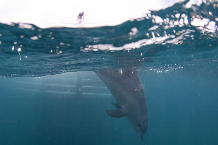 Rockingham Swim with Wild Dolphins Day Tour from Perth photo 4