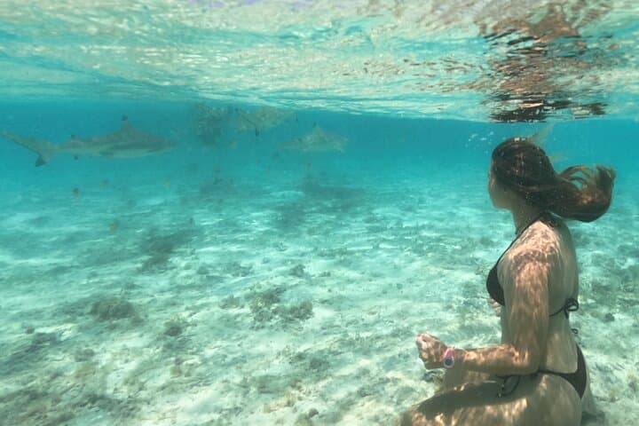 Snorkel with Rays and Sharks in Bora Bora's Turquoise Lagoon photo 6