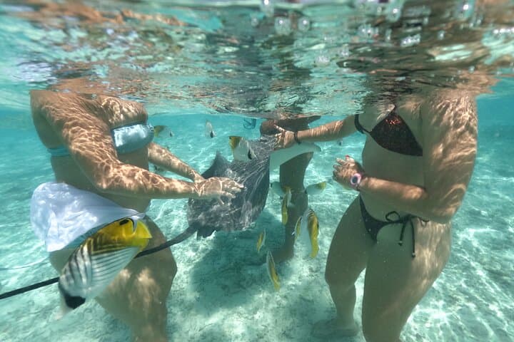 Snorkel with Rays and Sharks in Bora Bora's Turquoise Lagoon photo 4