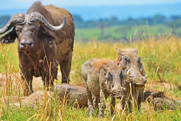 4-Day Uganda Safari: Murchison Falls & Ziwa Rhino Sanctuary photo 4