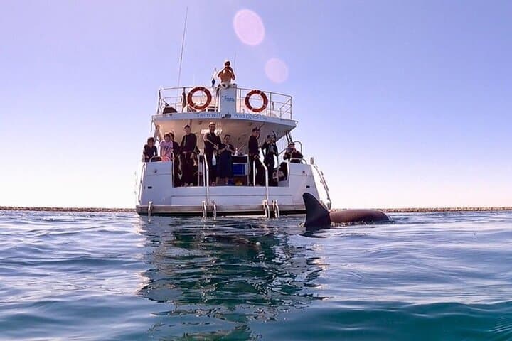 Rockingham Swim with Wild Dolphins Day Tour from Perth photo 6