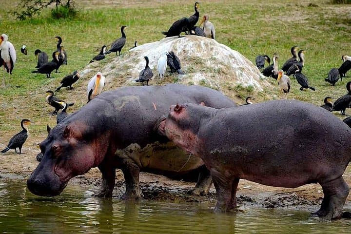 4-Day Wildlife Safari in Queen Elizabeth National Park: Chimp Trekking & Kazinga Cruise