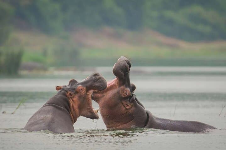 7-Day Uganda Gorilla and Chimp Trekking with Nile White-Water Rafting photo 6